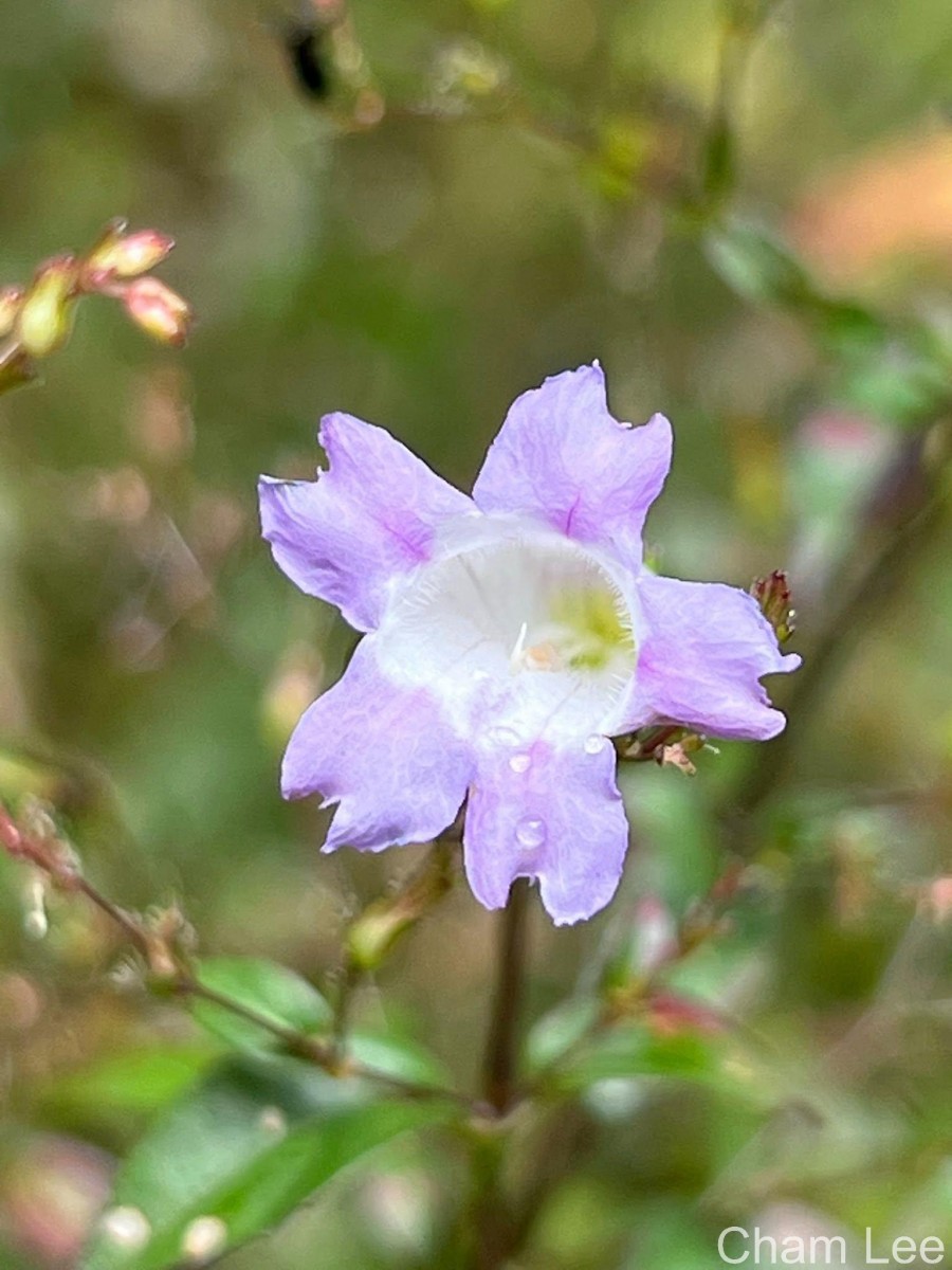 Strobilanthes helicoides T.Anderson